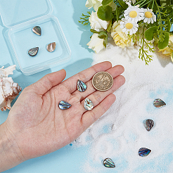 1 нить бусин из натуральной ракушки абалон/ракушки пауа SSHEL-BC0001-33