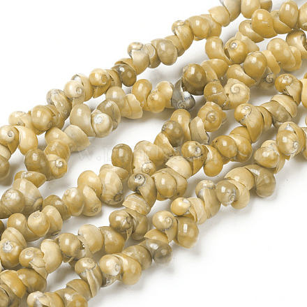 Natural Spiral Shell Beads Strands BSHE-I011-11A-1