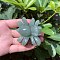 Natural Aventurine Carved Figurines Statues for Home Desktop Decoration, Spider, 48mm