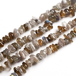 Natur Labradorit Chips Perlen Stränge, 2.5~6x4.5~10.5 mm, Bohrung: 0.8~1 mm, ungefähr 33.86 Zoll (86 cm)
