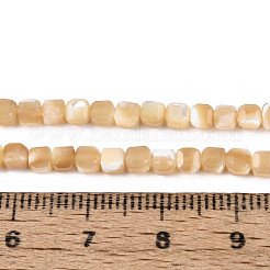 Hebras naturales de concha de troco / concha de troco&nbsp;SSHEL-N041-04B-02