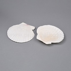 天然貝飾り 500g  シェル形状  マイクロ風景水槽の装飾  貝殻色  50~85x50~85x10~10.5mm  約32個/500g&nbsp;DJEW-WH0001-50B