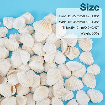 Natural Beach Shells - Home Decor Seashells Wedding Display Craft Aquarium  Sea