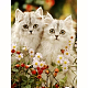 Kits de pintura de diamantes con tema de gato rectangular diy DIAM-PW0004-010J-1