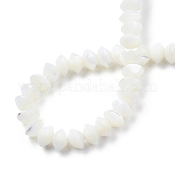 Натуральная оболочка трохида SSHEL-N034-134