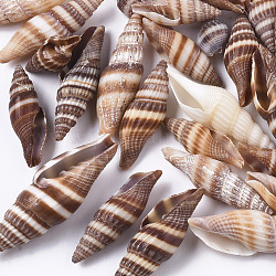 Perles de coquillage en spirale naturelle, coquille de turritella, perles non percées / sans trou, selle marron, 15~50x8~17x8~16mm