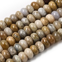 Природные окаменелые коралловые бусы пряди&nbsp;G-A280-A08-03