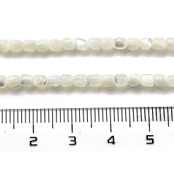 Нити бусин из натуральных трохоидных/трохус ракушек BSHE-G038-01