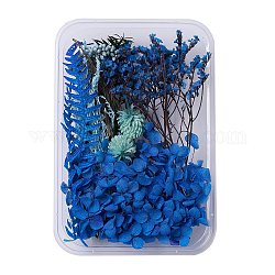 Fleurs séchées, accessoires de fabrication de savon bougie bricolage, avec boîte rectangulaire en plastique, bleu, 2.4~15x1.7~9.7 cm