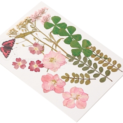 Прессованные сушеные цветы DIY-YWC0001-95