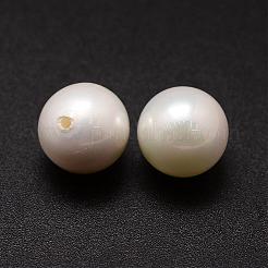 Shell-Perlen&nbsp;BSHE-L031-01-16mm