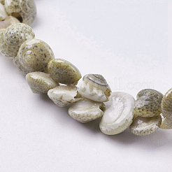 Naturali di mare shell perle fili&nbsp;BSHE-K012-05