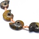 Perles d'ammonites naturelles / perles de conques graduées G-O179-K04-1-2