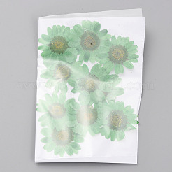 Fleurs séchées pressées&nbsp;DIY-WH0308-412H-1
