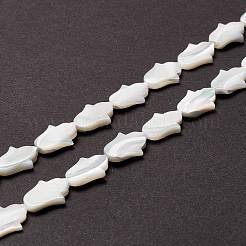 Бусины из натуральных трохоидных/трохус ракушек SSHEL-O001-23B