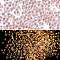Luminous Glass Seed Beads, Glow in the Dark, Peanut, Light Salmon, 2.5x4x2mm, Hole: 0.8mm, about 11250pcs/pound