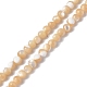 Fili di perle di conchiglia trochid naturale / trochus SSHEL-S266-023B-07-1