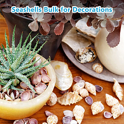 Натуральные ракушки и морские звезды DJEW-DC0001-11