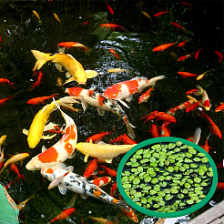 28 шт. 2 стиля плавающего кольца для аквариумных растений из вспененного eva&nbsp;AJEW-BC0010-09A