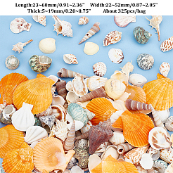 Décorations d'affichage de coquille naturelle&nbsp;DJEW-WH0063-35