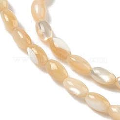 Нити бусин из натуральной ракушки трохус SHEL-K006-53