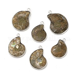 Natural Conch Fossil Pendants, Fossil Snail Charms, with Brass Findings, Shell, Platinum, 27.5~35x20~26x6~7mm, Hole: 2.5mm