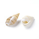 Chgcraft über 550pcs Kaurimuschel Perlen natürliche Spiralschalenperlen Bulk-Muschelperlen Charms für DIY Handwerk und Schmuckherstellung BSHE-PH0001-08-2