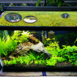 2 комплект 2-х цветных колец для кормления рыб из вспененного eva AJEW-CN0002-53