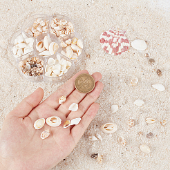 135 шт. 5-х размеров натуральные бусины из ракушек BSHE-PH0001-14