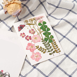 Прессованные сушеные цветы DIY-YWC0001-95