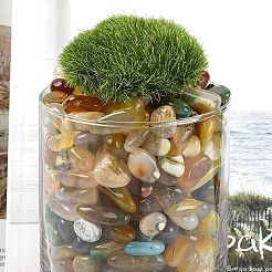 Окрашенные и нагретые натуральные бусины из агата&nbsp;X1-G-J402-04C-06