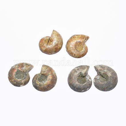 Perles fossiles d'ammonite naturelle / conque G-O182-01-1