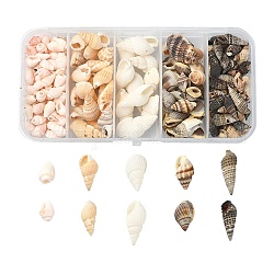 5 styles de perles de coquillages naturels mélangés, perles non percées / sans trou, couleur mixte, 8~25x4~15x4~11mm, 48 g / boîte
