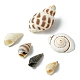 Perles de coquillage en spirale naturelle SSHEL-YW0001-02-4