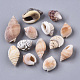 Natural Spiral Shell Beads SSHEL-S258-83-2