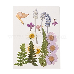 Прессованные сушеные цветы DIY-YWC0001-94