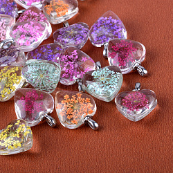 Ciondoli di vetro della lega del cuore,  cadmio& piombo libero, con fiori secchi all'interno, platino, 27~28x20x11~12mm, Foro: 4.5x2.5 mm
