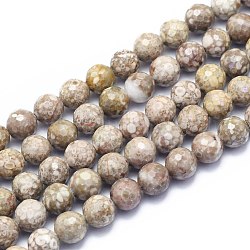 Brins de perles fossiles de conque naturelle, ronde, facetté (128 facettes), 10mm, Trou: 1.2mm, Environ 38 pcs/chapelet, 15.55 pouce (39.5 cm)