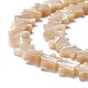 Perle trochid naturali / conchiglie trochus SSHEL-O001-25B-01-2