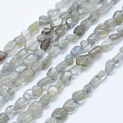 Perline labradorite naturale fili, pietra burrattata, pepite, 5x4mm, Foro: 1 mm, 15.7 pollice ~ 15.9 pollici (40~40.5 cm)