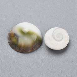 Cabochoni naturali di shell marini&nbsp;SSHEL-K026-03B
