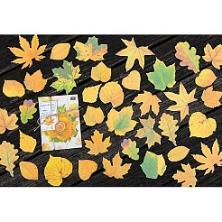 50 шт. бумажные наклейки с изображением кленового листа STIC-P017-C02