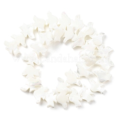 Нити бусин из натуральных трохоидных/трохус ракушек SSHEL-R145-04