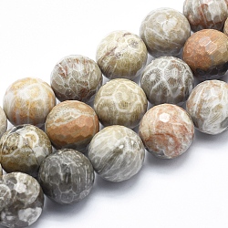 Fossiles naturelle perles de corail brins, facette, ronde, 18mm, Trou: 1.5mm, Environ 22 pcs/chapelet, 15.3 pouce