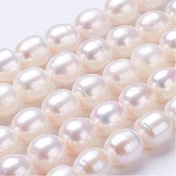 Natural Cultured Freshwater Pearl Beads Strands, Oval, Seashell Color, 10~11x9~10mm, Hole: 0.5mm, about 35~37pcs/strand, 15.5 inch~15.7 inch
