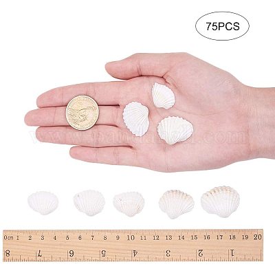 8 Pack 4-5 Inch Large Scallop Shells Sea Shells for Crafting Beach Decor