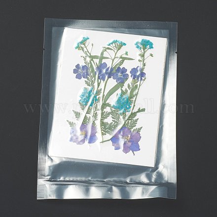 Pressed Dried Flowers X-DIY-H153-A08-1