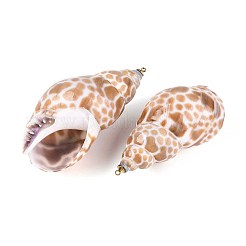 Натуральные морские раковины большие подвески SSHEL-T017-35