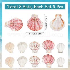 40 perlina di conchiglia naturale&nbsp;SSHEL-SP0001-02