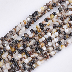 Chapelet de perles coquille de lèvre noire, ronde, noir, 3mm, Trou: 0.6mm, Environ 133 pcs/chapelet, 15.7 pouce